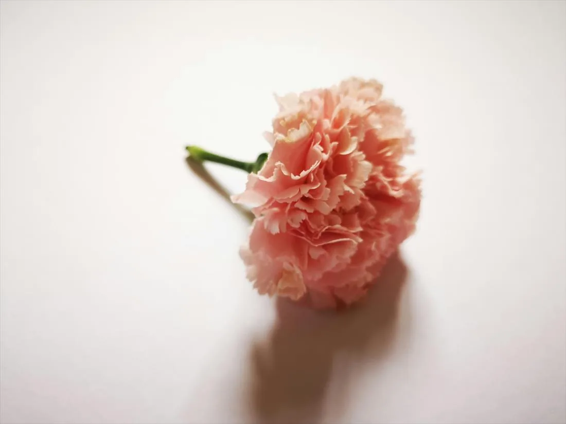 Detalle de un clavel durante una actuación